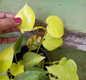 Combo of Neon and Marble queen pothos
