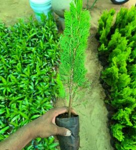 morpankhi plant ( thuja plan