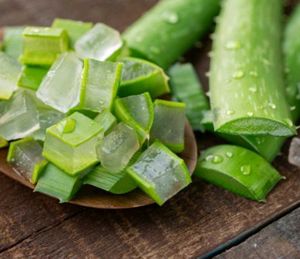Fresh Aloe Vera Leaves