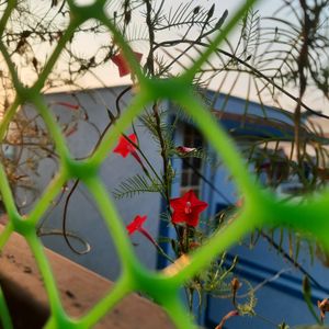 Star Glory Seeds