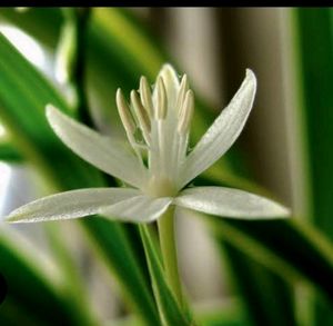 🌴Chlorophytum laxum  Plant 🪴 &amp; pot