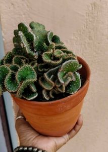 cactus with terracotta pot