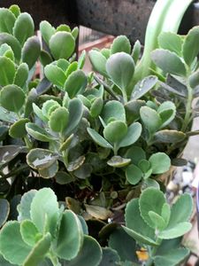 three plant pack