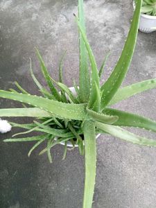Aloe Vera Plant