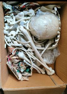 Skeleton System Made Of Synthetic Material