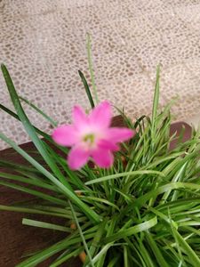 Healthy Pink Rain Lilly Bulbs