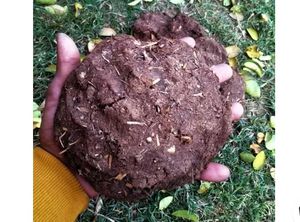 Cow Dung