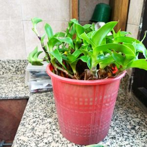 Live Basket Plant Pups (5 stalks)