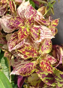 Coleus Live Plants