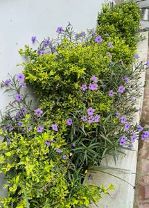 Purple flower seed