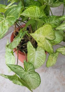 Syngonium Live Plant