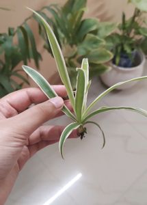 Spider Plant