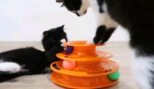🐈 Cat's Toy