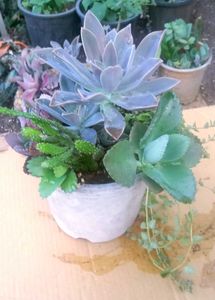 Combo Of Succulent Plant