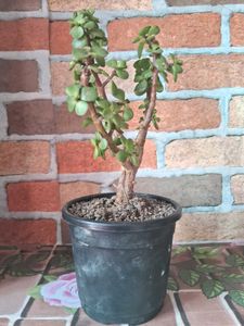 Lucky Jade Plant