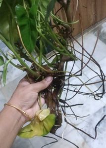 Healthy Philodendron burl marx