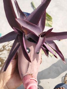 Purple  Heart Plant