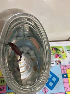 Printed Oval Tank For Fighter Fish
