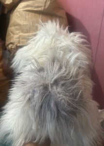 Old English sheepdog poodle plush