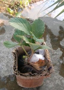 Hybrid Strawberry Plant