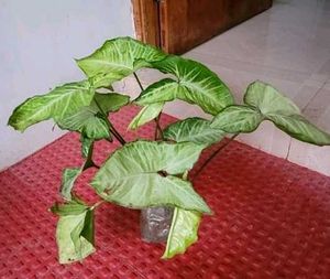 Set 3 Arrowhead Plants