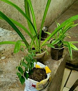 Set 3 Curry Leaves &Lily & Chlorophytum laxum plant