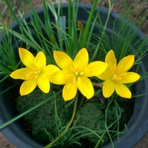Rain lily (yellow)