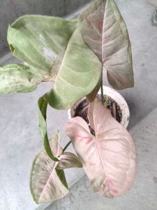 Healthy &amp; Beautiful Syngonium Plants