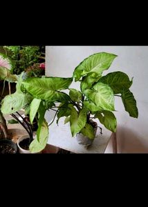 Set 3 Arrowhead Plants