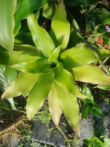 Basket Plant For Sale