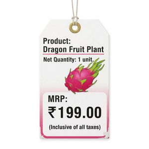 Dragon Fruit Plant Rs.99 Offer Only One Day