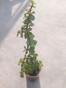 1Jade &amp; Leaf Plant