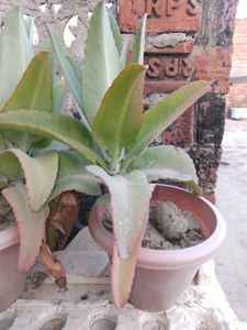 Healthy Ajooba plant ( with pot)🌴