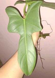 Rare Philodendron bipennifolium(horsehead) Leaf Cu