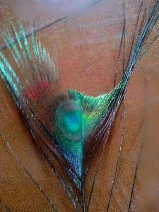 Beautiful Peacock Feather Dupatta