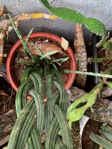 Cilendrica Sansevieria