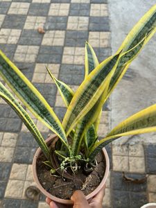 Snake Plant - Easy Care Houseplant