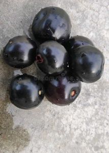 jamun plant