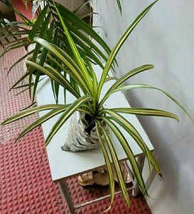 Set 2 Pandanus veitchii Plant 🌵