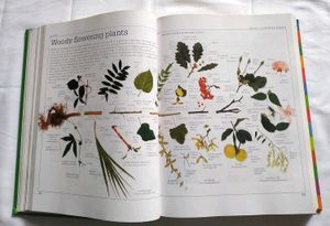 DK Ultimate Family Visual Dictionary