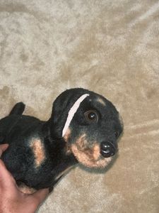 Toy