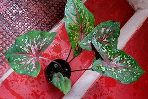 Caladium bicolor Plant 🌱&amp;pot