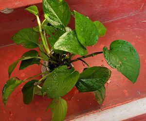 Combo Money Plant &amp; Zebrenia Plants 🌱