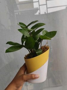 ZZ Plant In Self Watering Pot