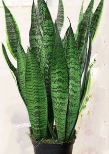 Beautiful 3 Plants For ₹100