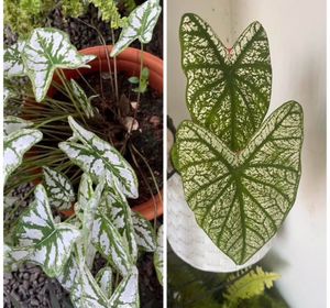 6 Caladium alocasia Plants combo