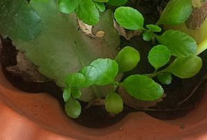 Medicinal Live Plant - Stone Crusher Plan