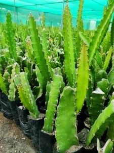 Dragon Fruit Plant Rs.99 Offer Only One Day