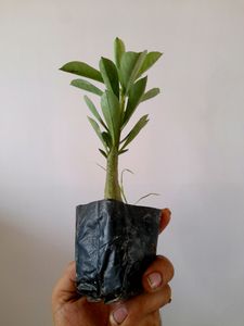 Healthy Adenium 🪴