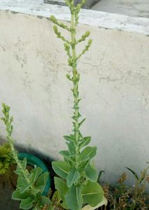 Plant Sprouts